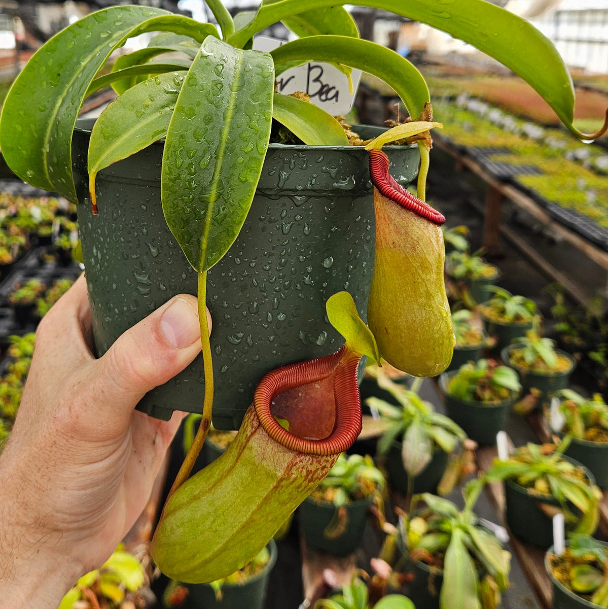 Nepenthes Virtuous Beast | Predatory Plants