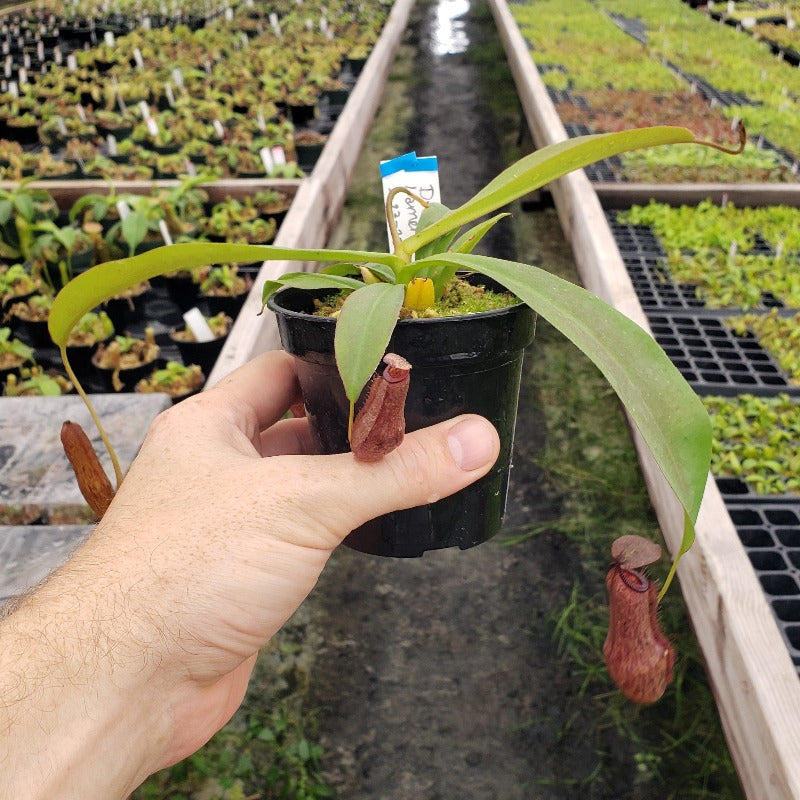 Nepenthes Dream Lament