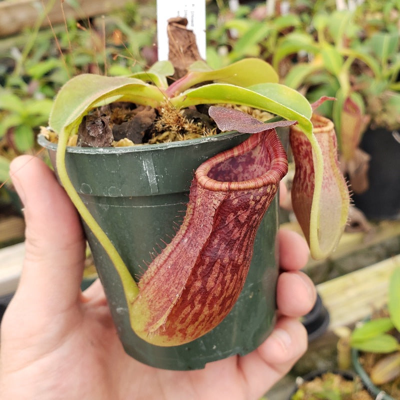 Nepenthes (lowii x veitchii) x boschiana (Love) F2