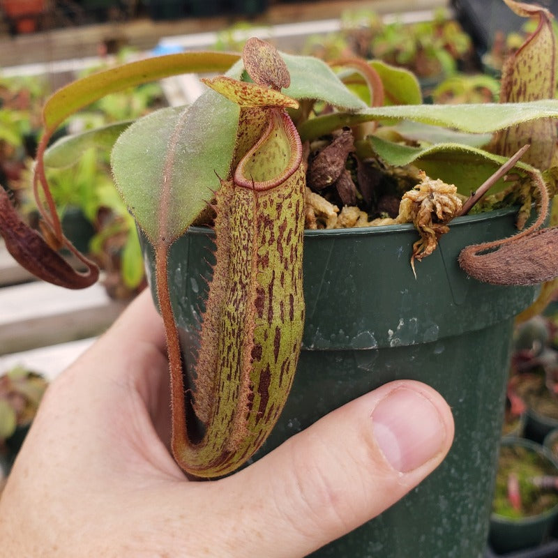 Nepenthes Vivid Machine