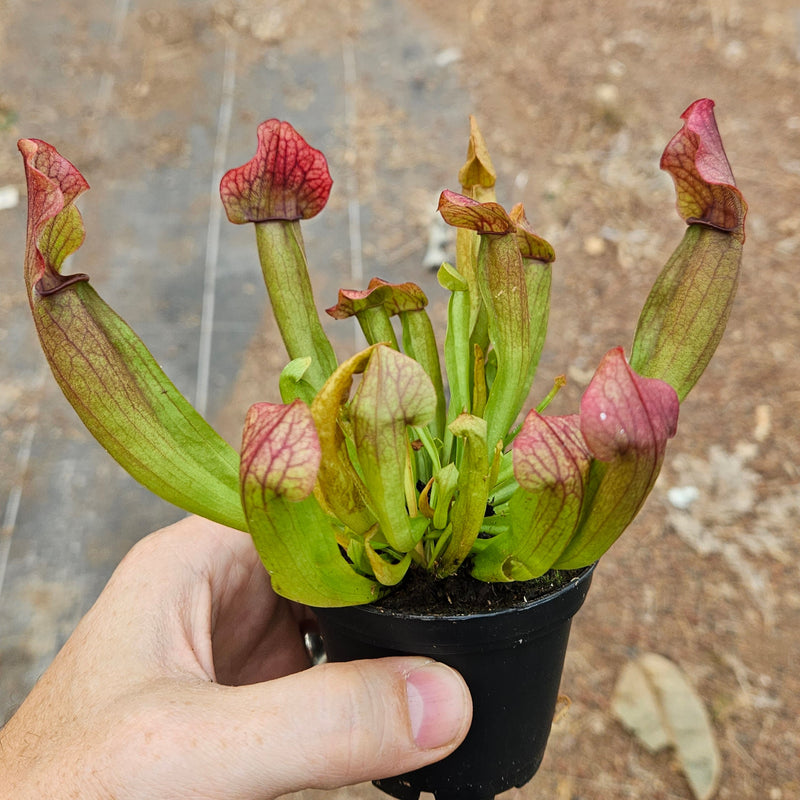 Sarracenia