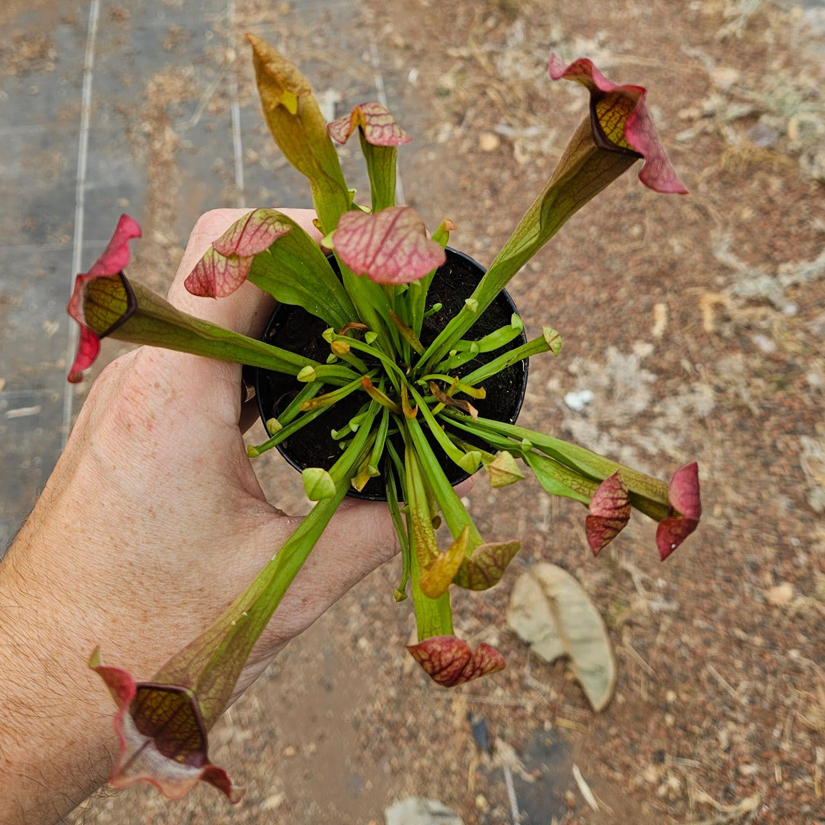 Sarracenia Rocket Sarracenia Pitcher Plant for Sale Predatory Plants