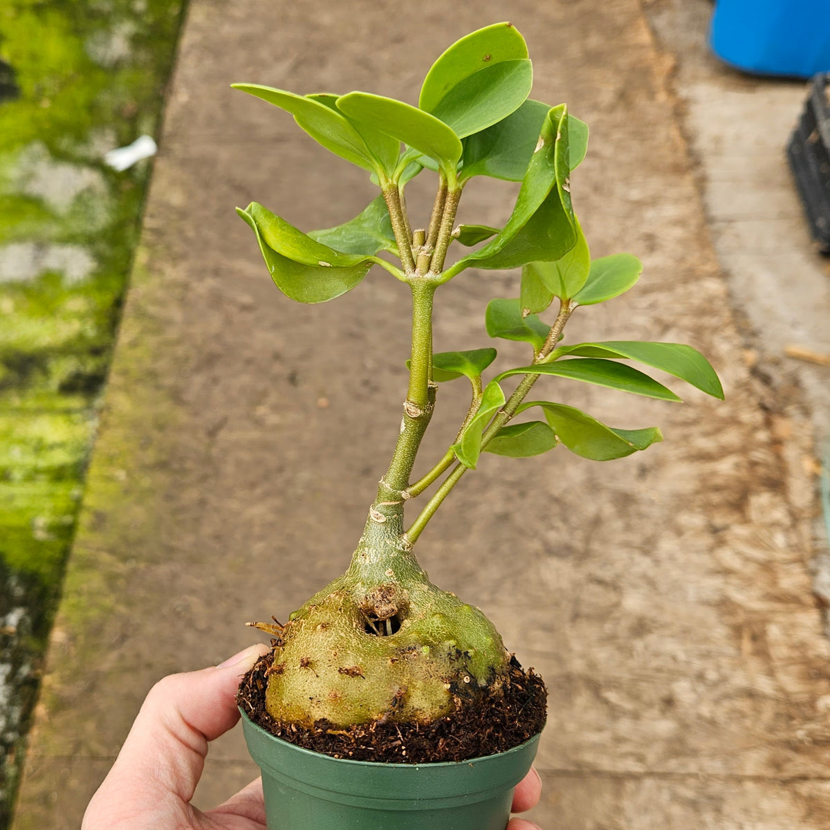 Rocket Collection | Live Exotic Plants