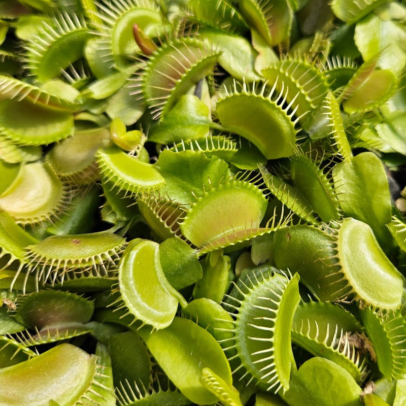 Venus Flytrap 