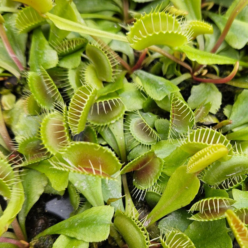 Venus Flytrap 'Flexx'