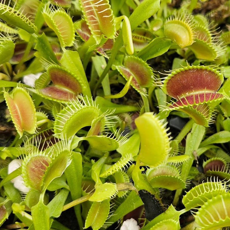 Venus Flytrap