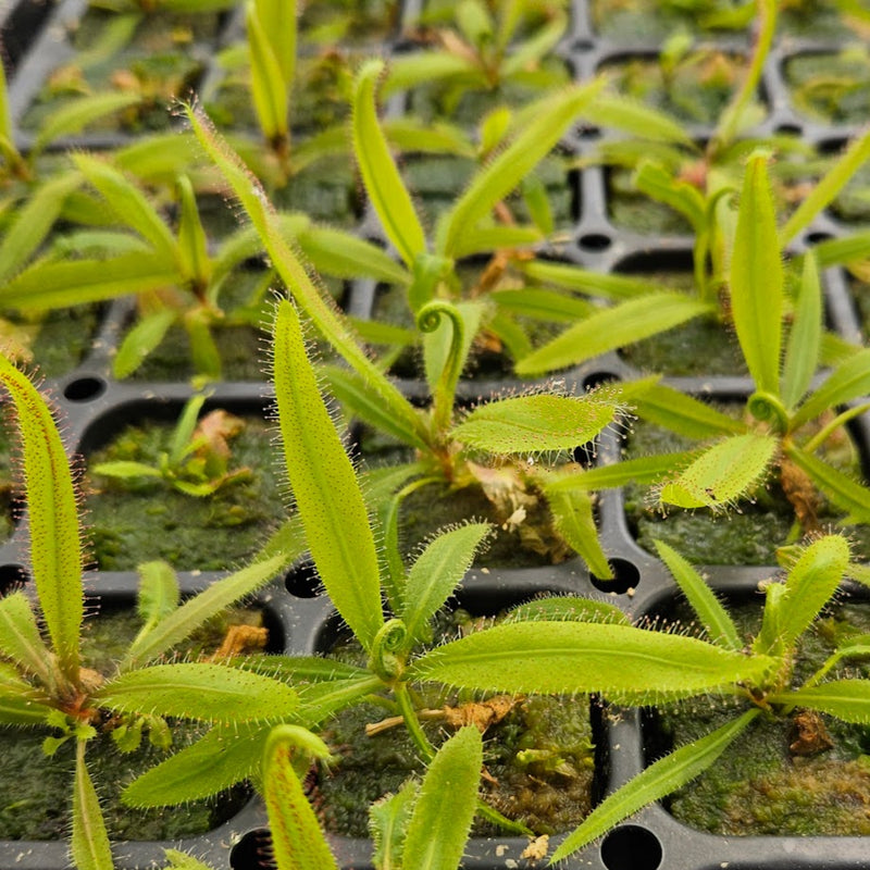 Drosera adelae