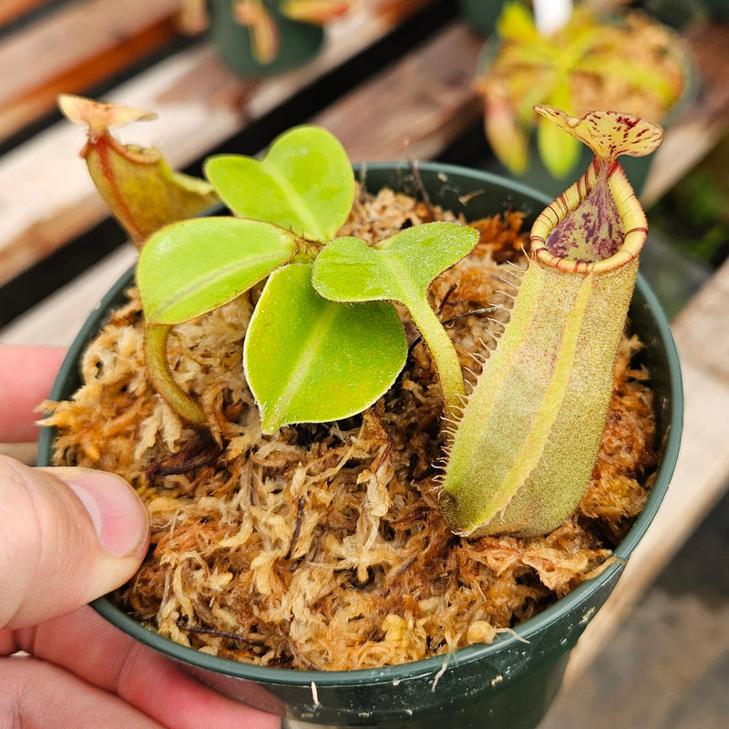 Nepenthes Regal Vortex