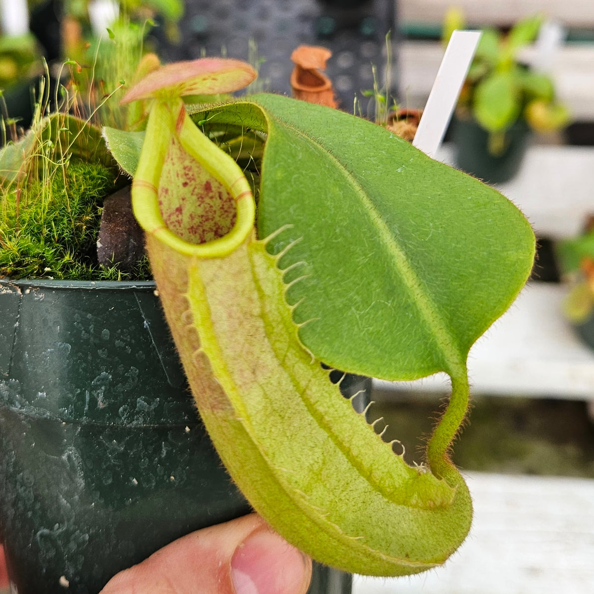 Nepenthes veitchii - Seed-grown - N. Valiant Voyage, image size:1199x1200