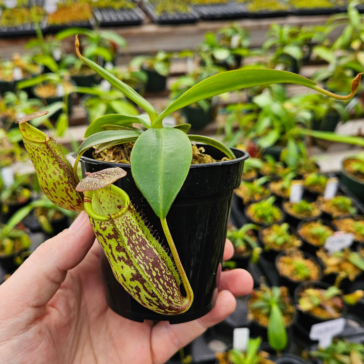Nepenthes Radiant Sight | Vigorous Hybrid