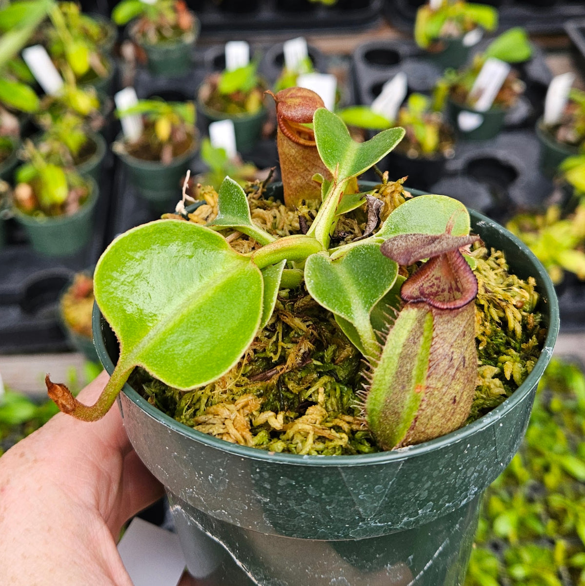 Nepenthes Royal Rampage | Nepenthes robcantleyi | Predatory Plants