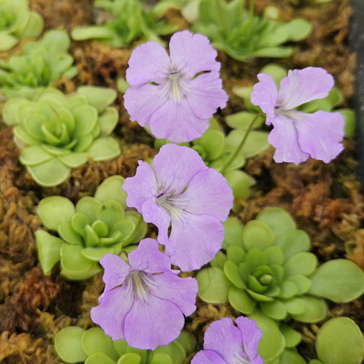 Pinguicula 'Hanka' | Carnivorous Butterwort Plant for Sale