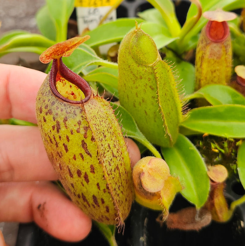 Nepenthes Temple Angel
