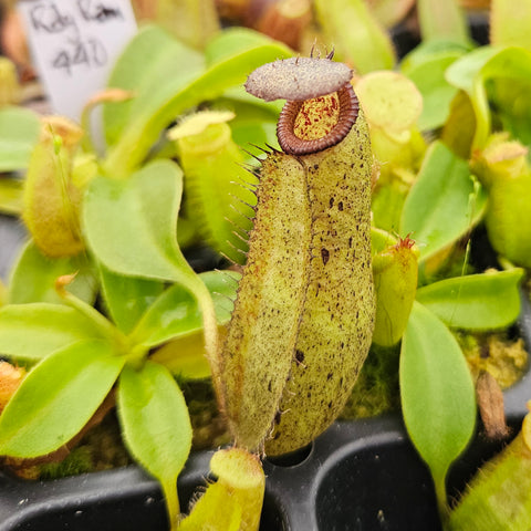 Nepenthes Radiant Rampage