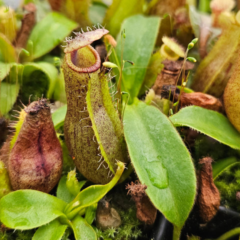 Nepenthes Radiant Trust