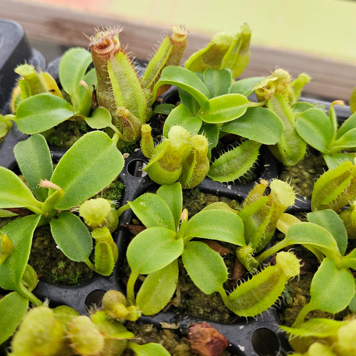 Free Promotional Tropical Pitcher Plant - XS