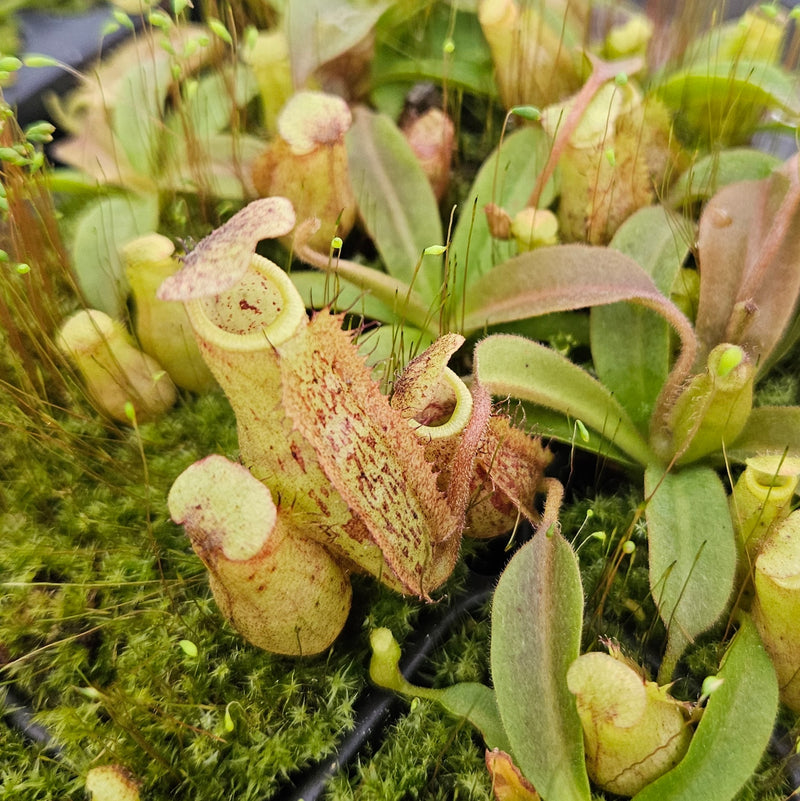 Nepenthes Wandering Doom