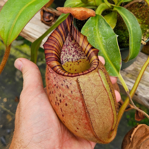 Nepenthes Dancing Vortex