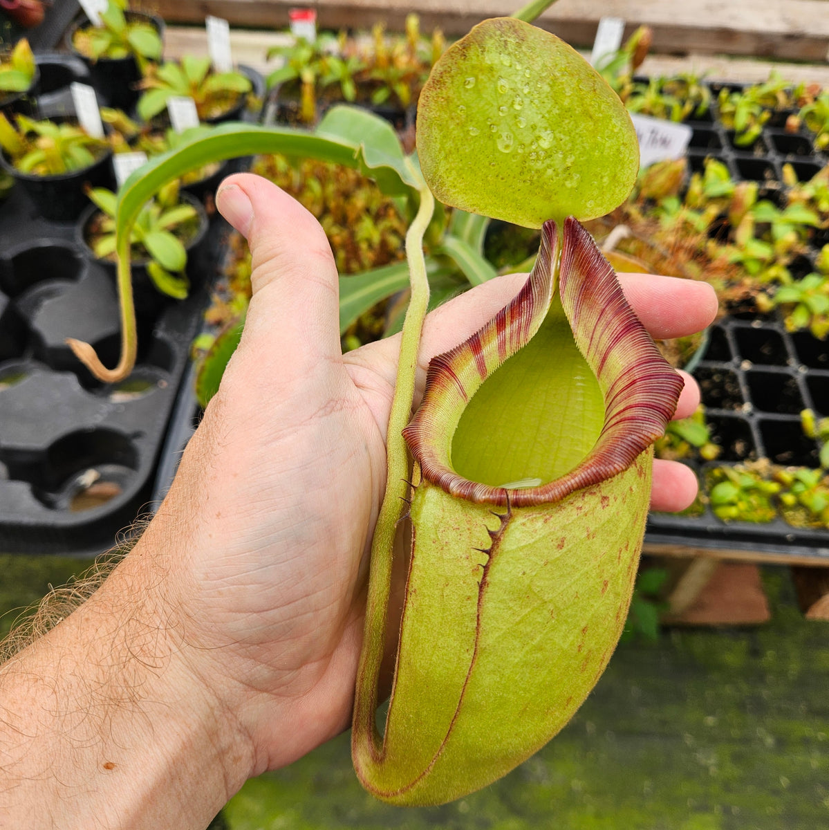 Nepenthes Talented Triumph | Nepenthes Hybrid Pitcher Plant