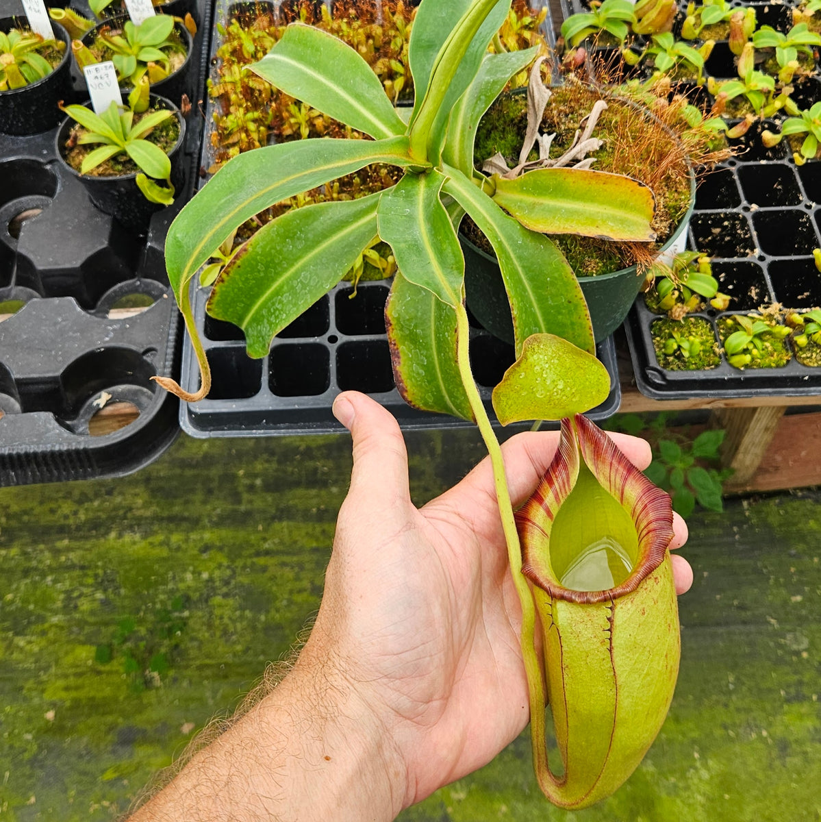 Nepenthes Talented Triumph | Nepenthes Hybrid Pitcher Plant