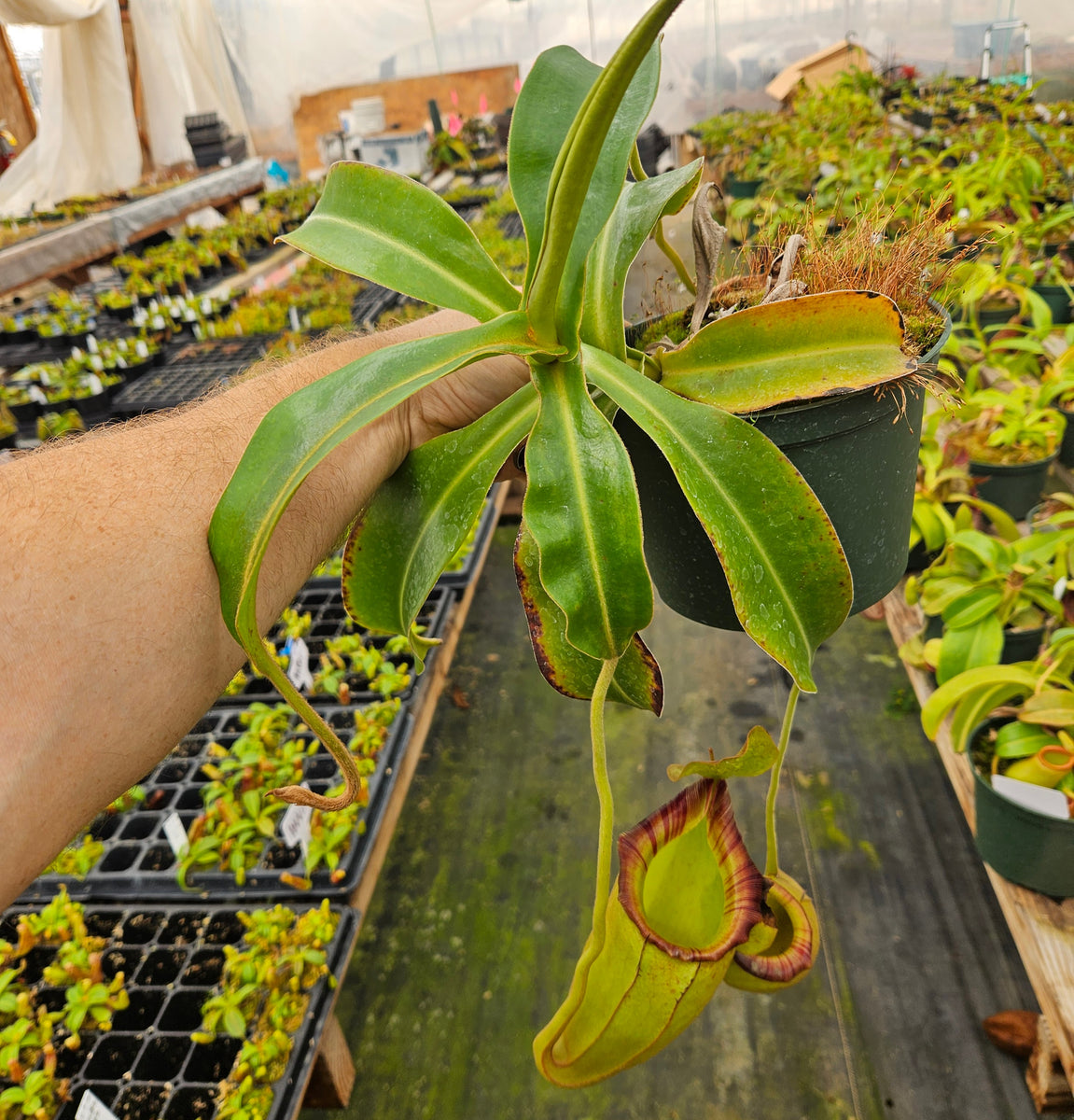 Nepenthes Talented Triumph | Nepenthes Hybrid Pitcher Plant