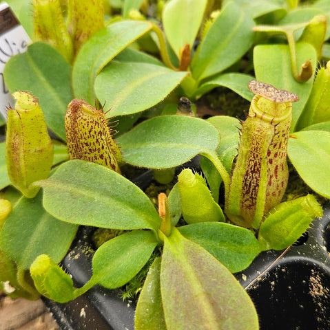 Nepenthes Talented Vision