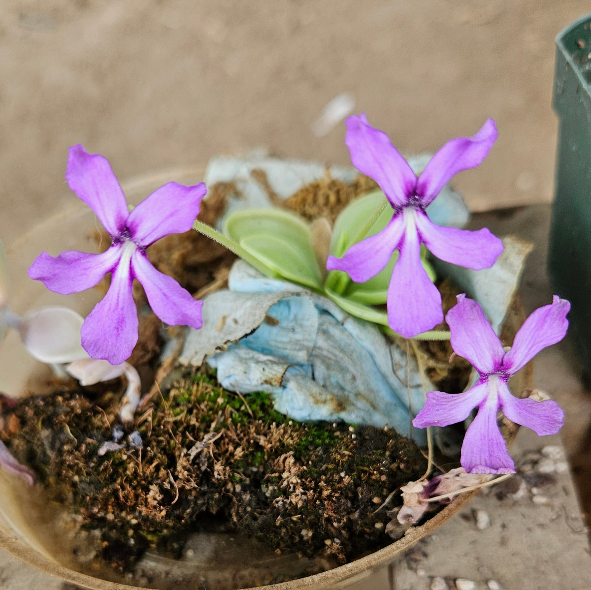 Pinguicula rectifolia | Predatory Plants