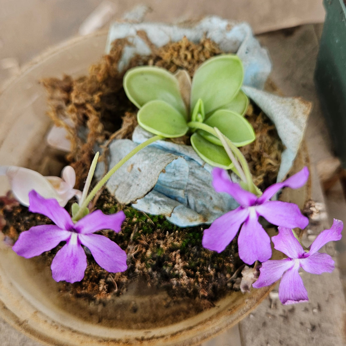 dracaena pinguicula Pinguicula rectifolia