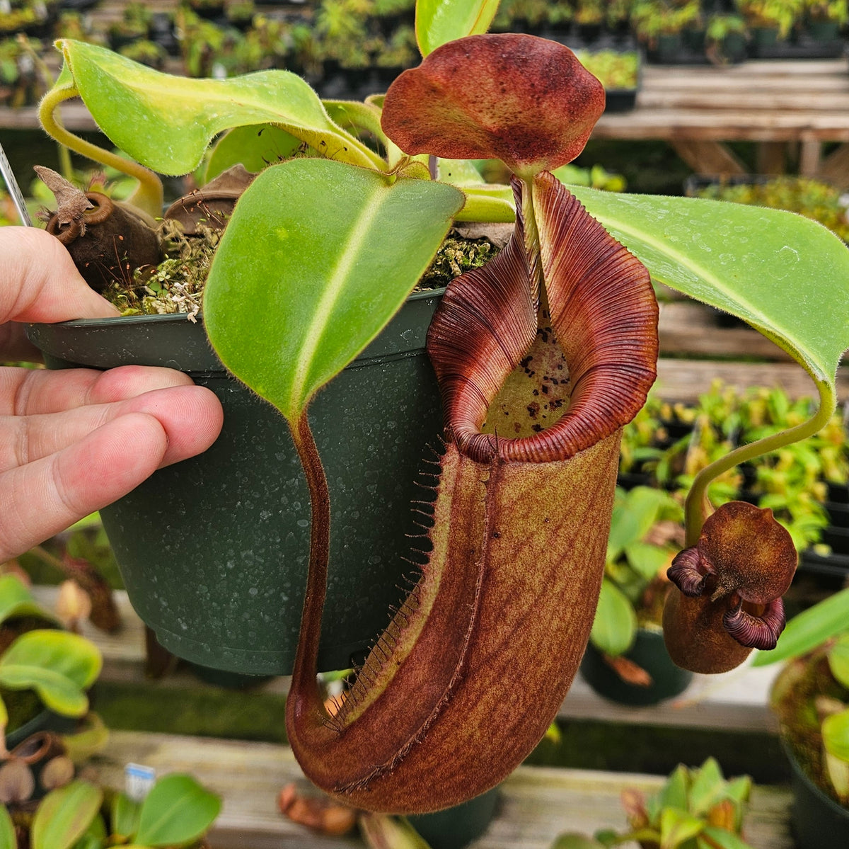 NEPENTHES NEPETHICA 鉢 20250925_133243_1200x1200.jpg?