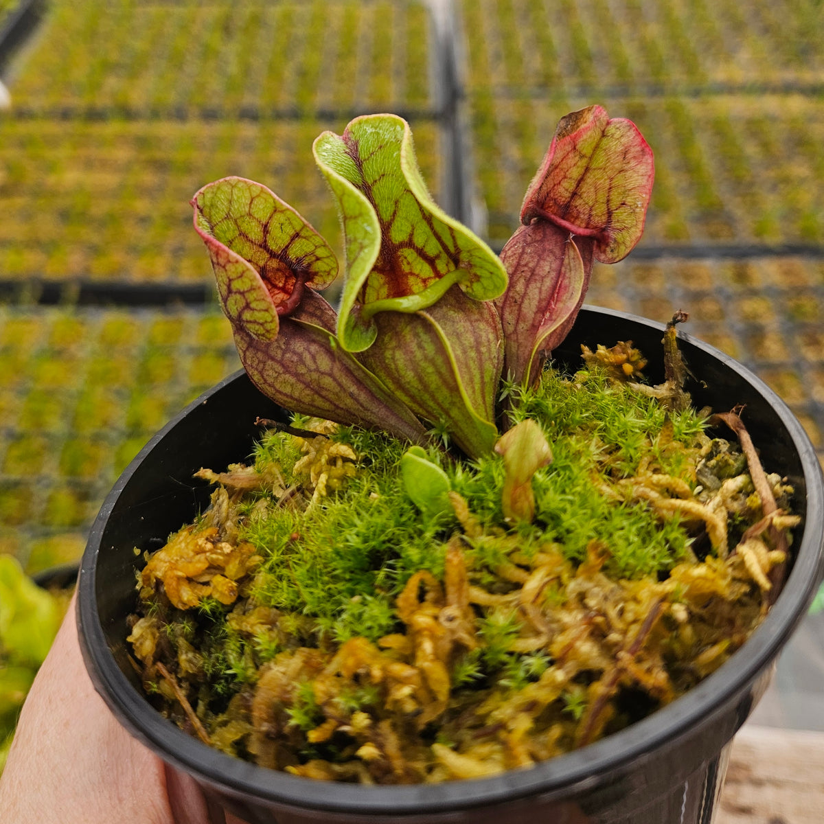 Sarracenia purpurea venosa