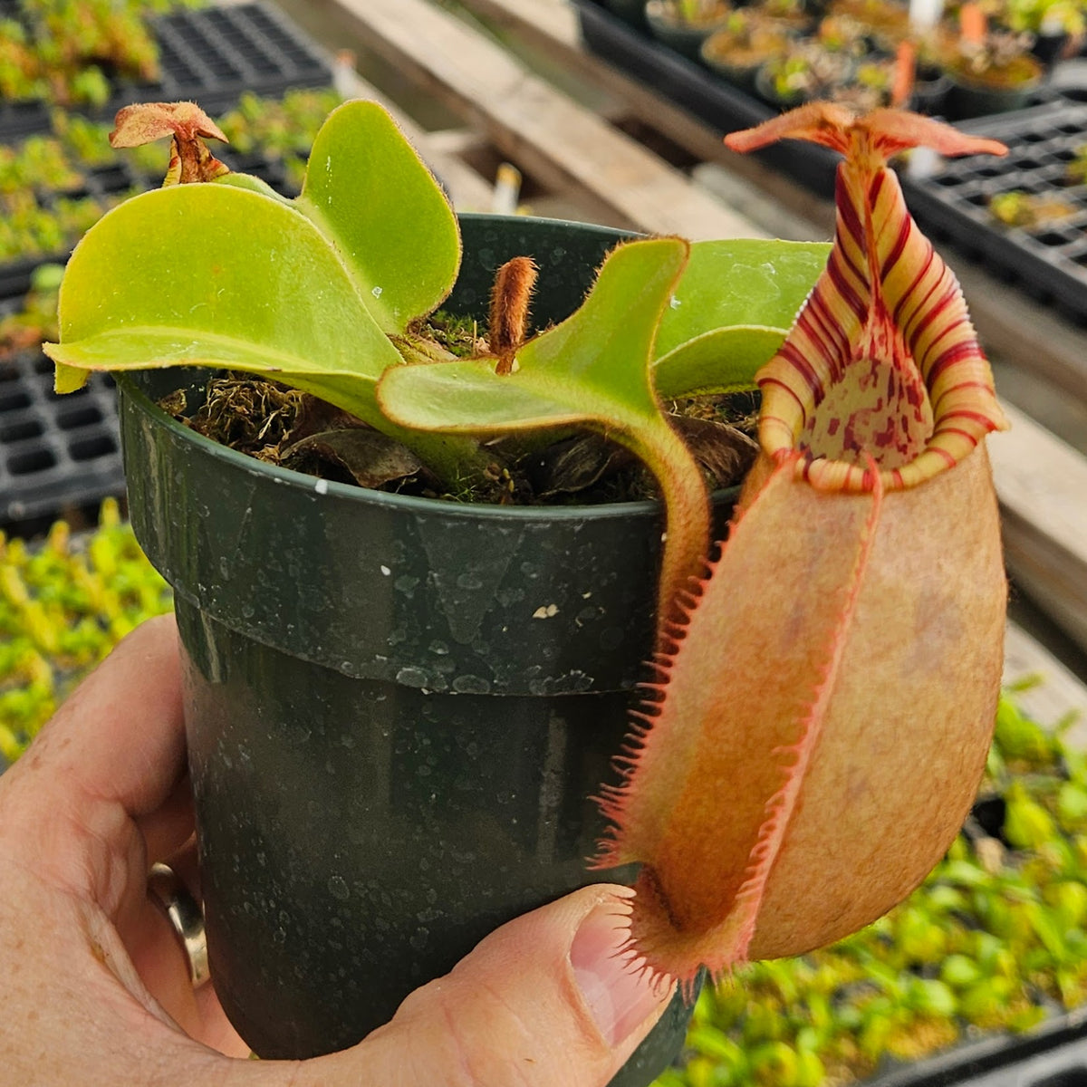 Nepenthes Regal Vortex | Predatory Plants