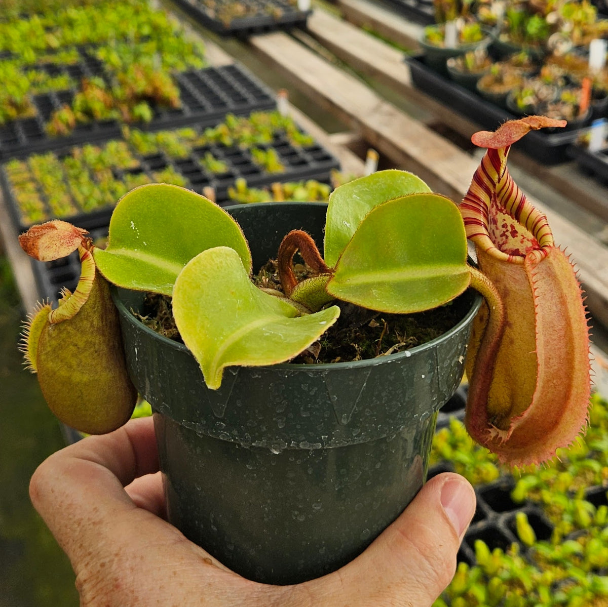 Nepenthes Regal Vortex | Predatory Plants