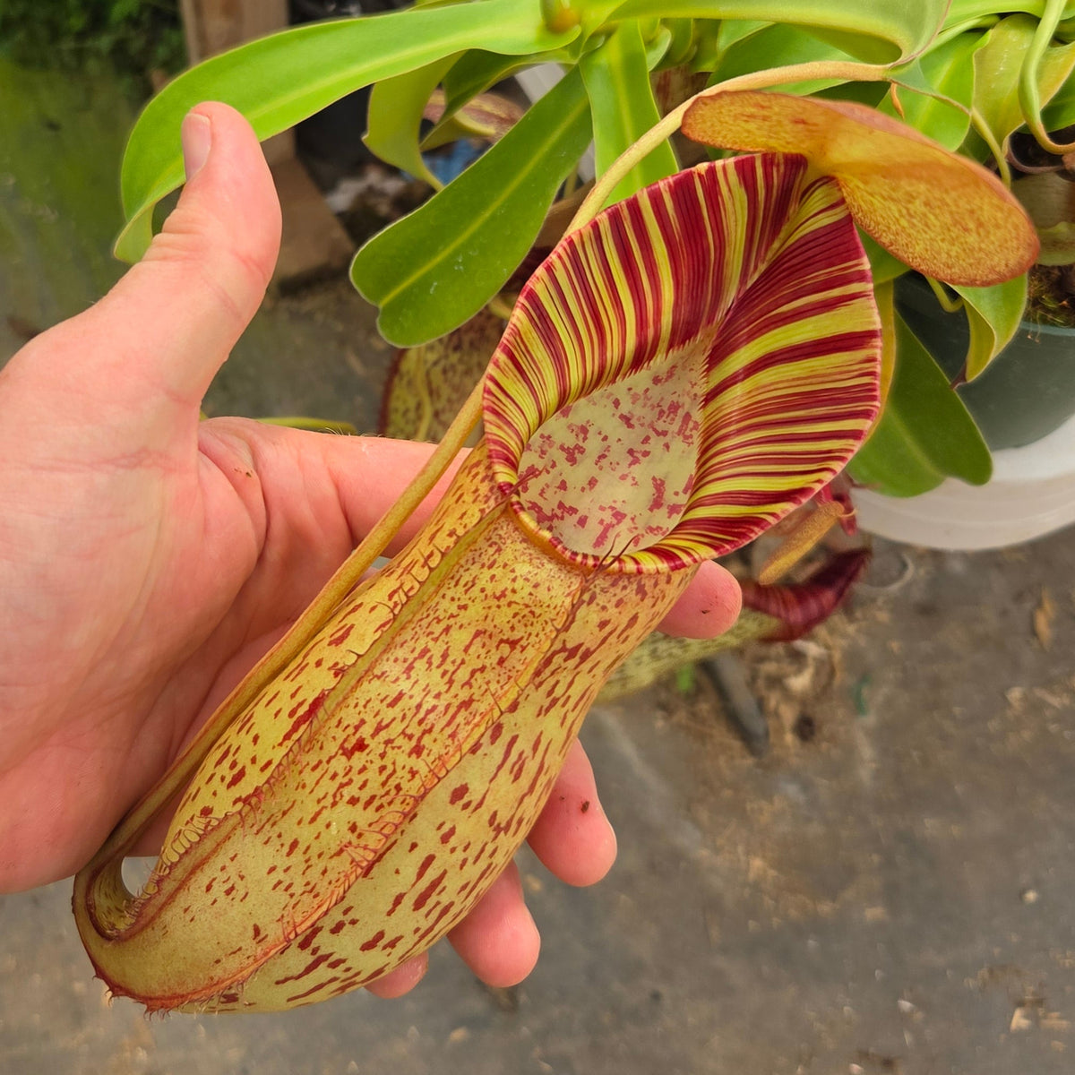 HORIZONS ノーマン・ベル・ゲデス Nepenthes Stoic Savior | Predatory Plants