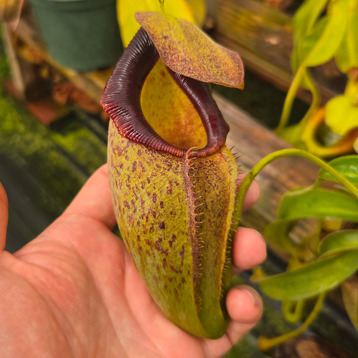 Nepenthes Stoic Triumph | Predatory Plants