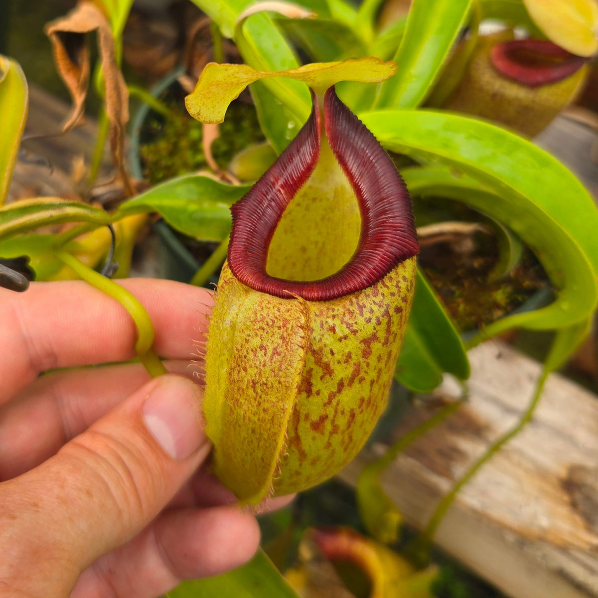 Nepenthes Stoic Triumph | Predatory Plants
