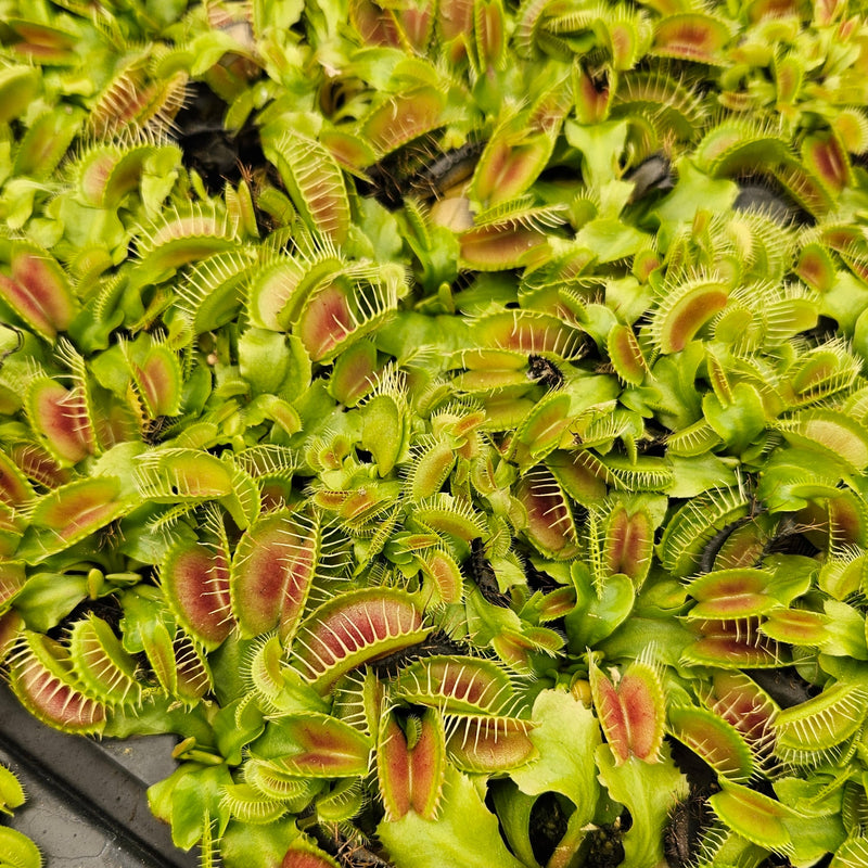 Venus Fly Trap 'Big Mouth'