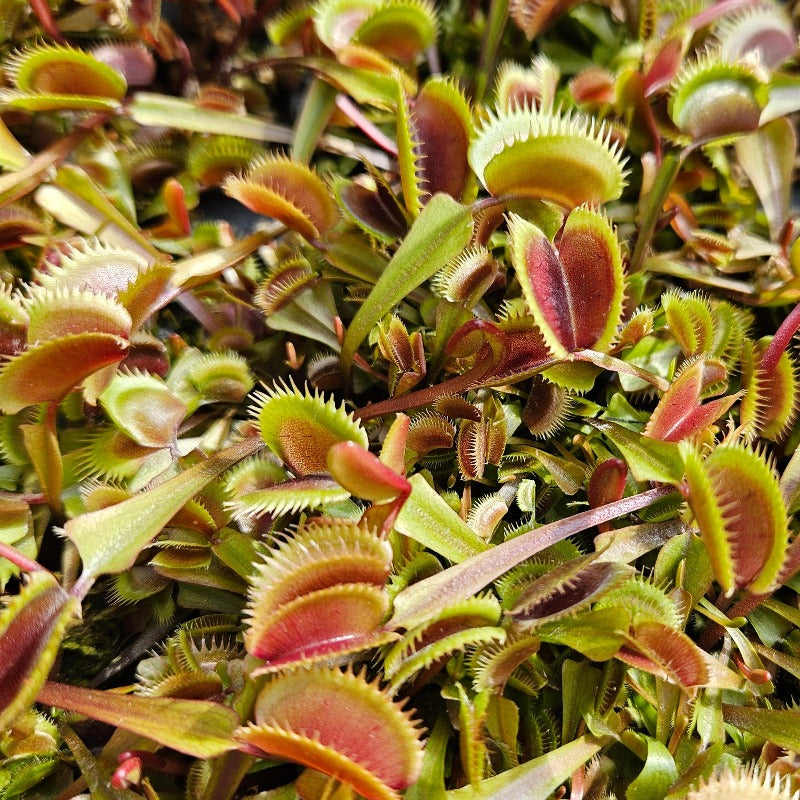 Venus Flytrap 'Red Piranha'