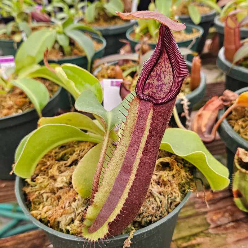 Nepenthes Dangerous Trek