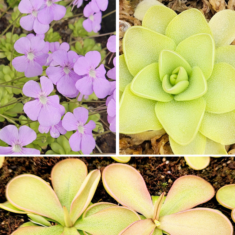 All-Star Butterwort (Pinguicula) Bundle