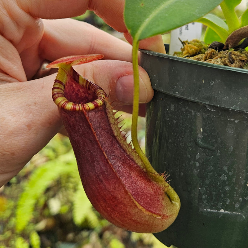 Nepenthes Lovely Serpent