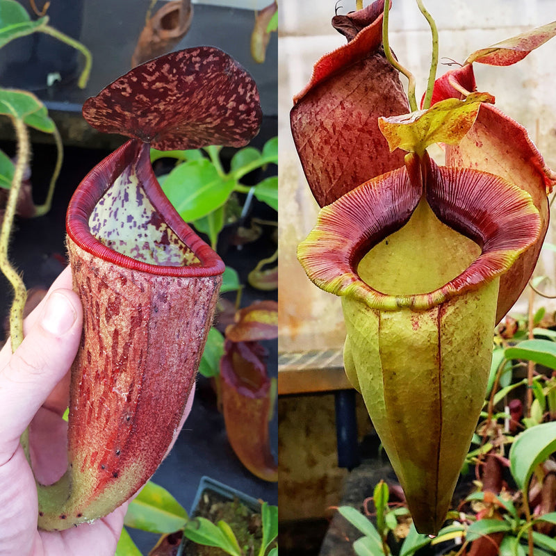 Nepenthes Glorious Spirit