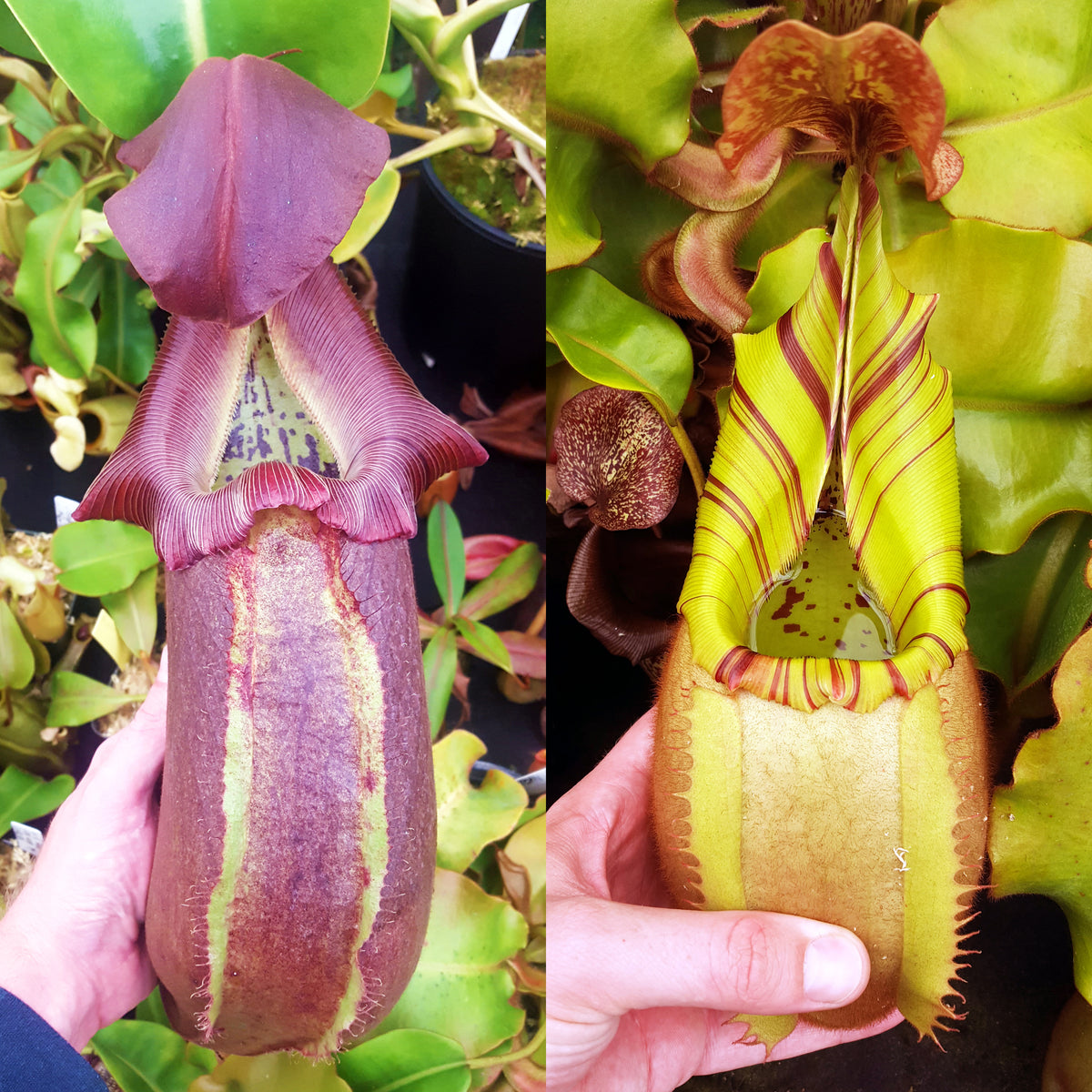 Nepenthes Regal Vortex | Predatory Plants