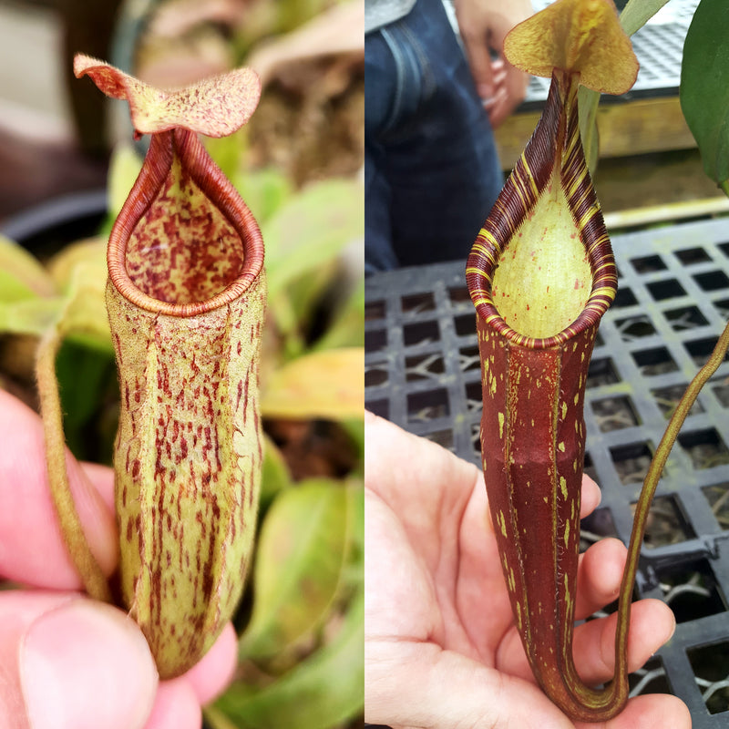 Nepenthes Wandering Savior