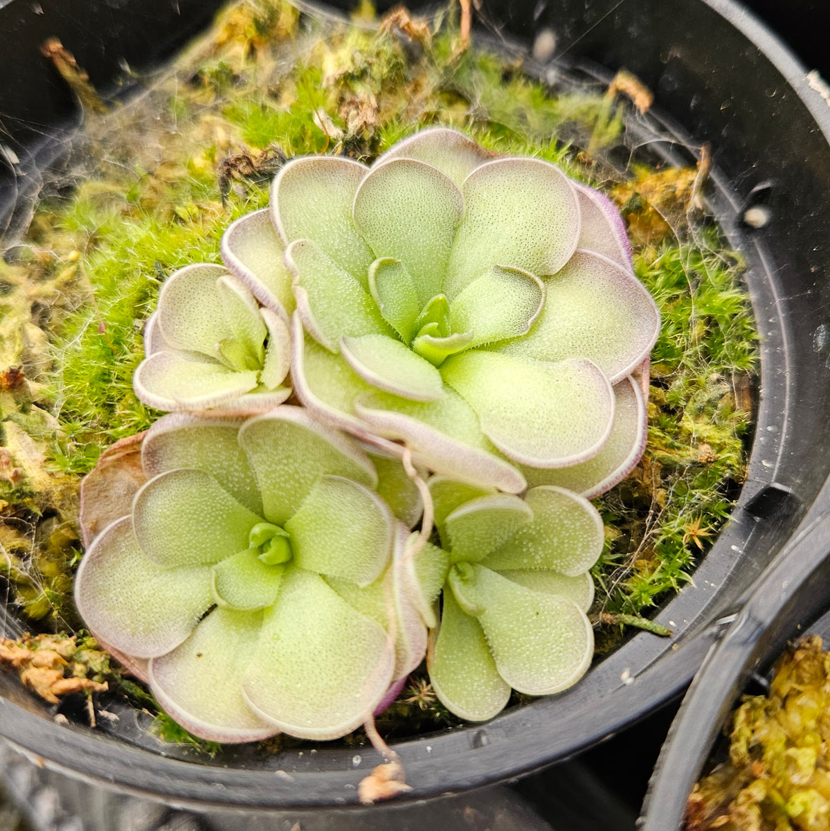butterwort succulent Pinguicula cyclosecta