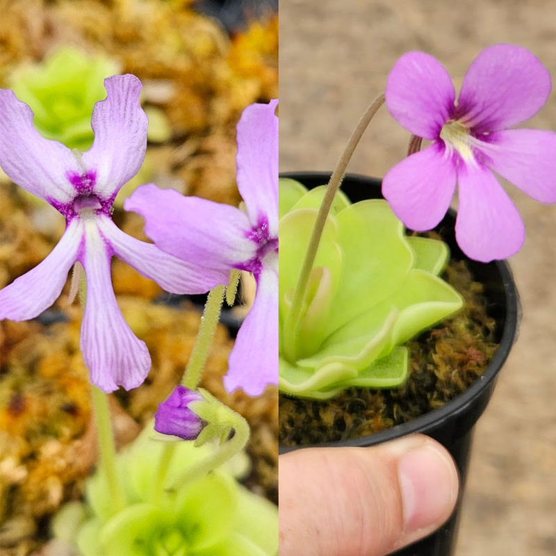 All-Star Butterwort Bundle (Pinguicula)