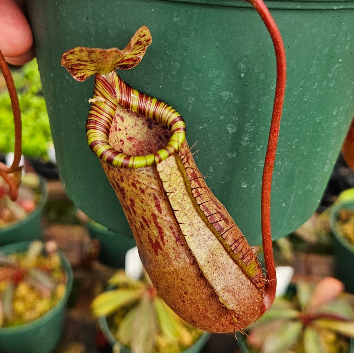 Nepenthes ventricosa polis pass ポリスパス Amazon.co.jp: N.ventricosa Polis Pass AOK-IHR 4号現品限り
