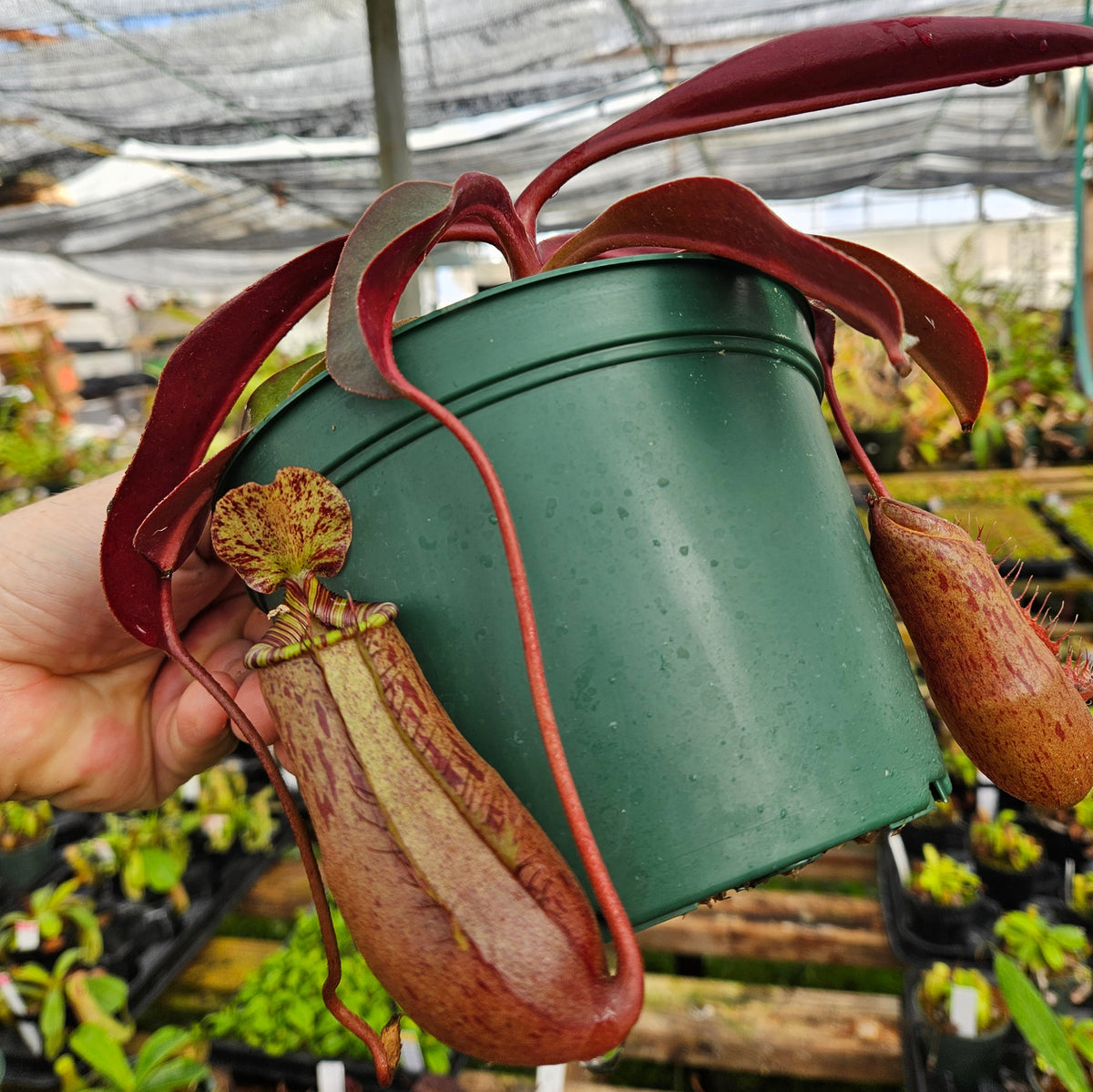 Nepenthes ventricosa polis pass ポリスパス Yahoo!オークション - N