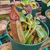 Nepenthes Regal Tower