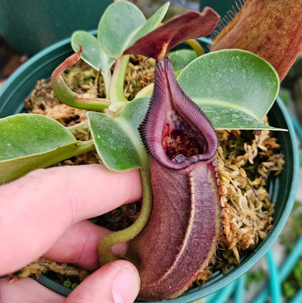 Nepenthes Regal Tower