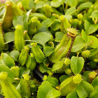 Nepenthes Regal Tower